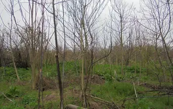 Auction image Woodland