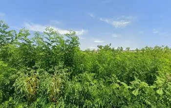 Auction image Farmland