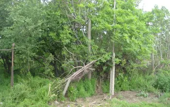 Auction image Land for building